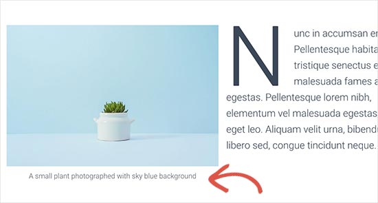 初学者图像搜索引擎优化指南 – 优化搜索引擎的图像
