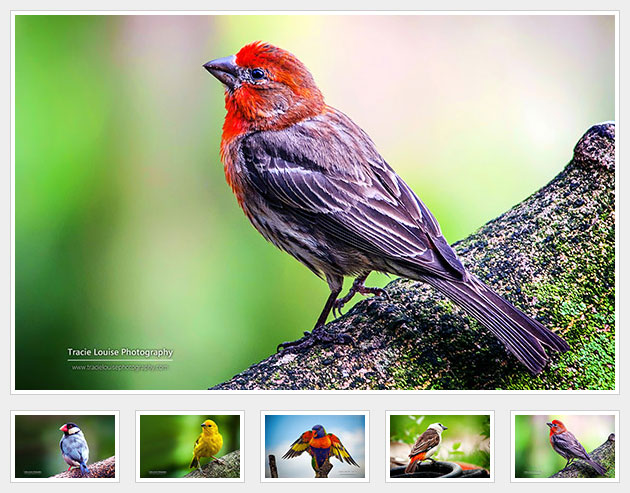 [代码样式]简单的jQuery图片相册插件simpleGal