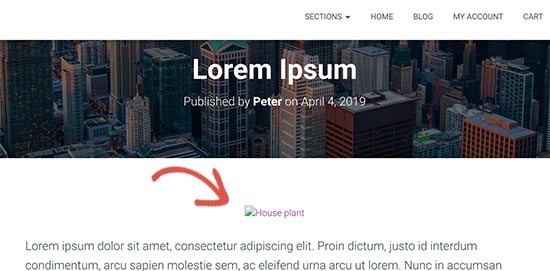 初学者图像搜索引擎优化指南 – 优化搜索引擎的图像