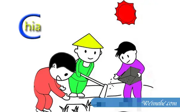 现在用服务器挖Chia币还有用吗?