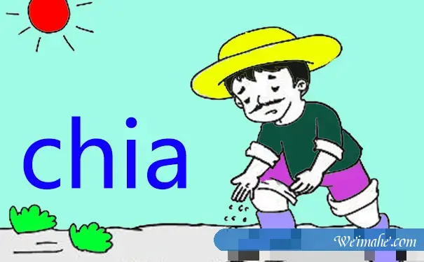 Chia币挖矿服務器配置有哪些?