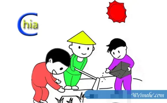 chia币农场挖矿服务器的疑问和解答